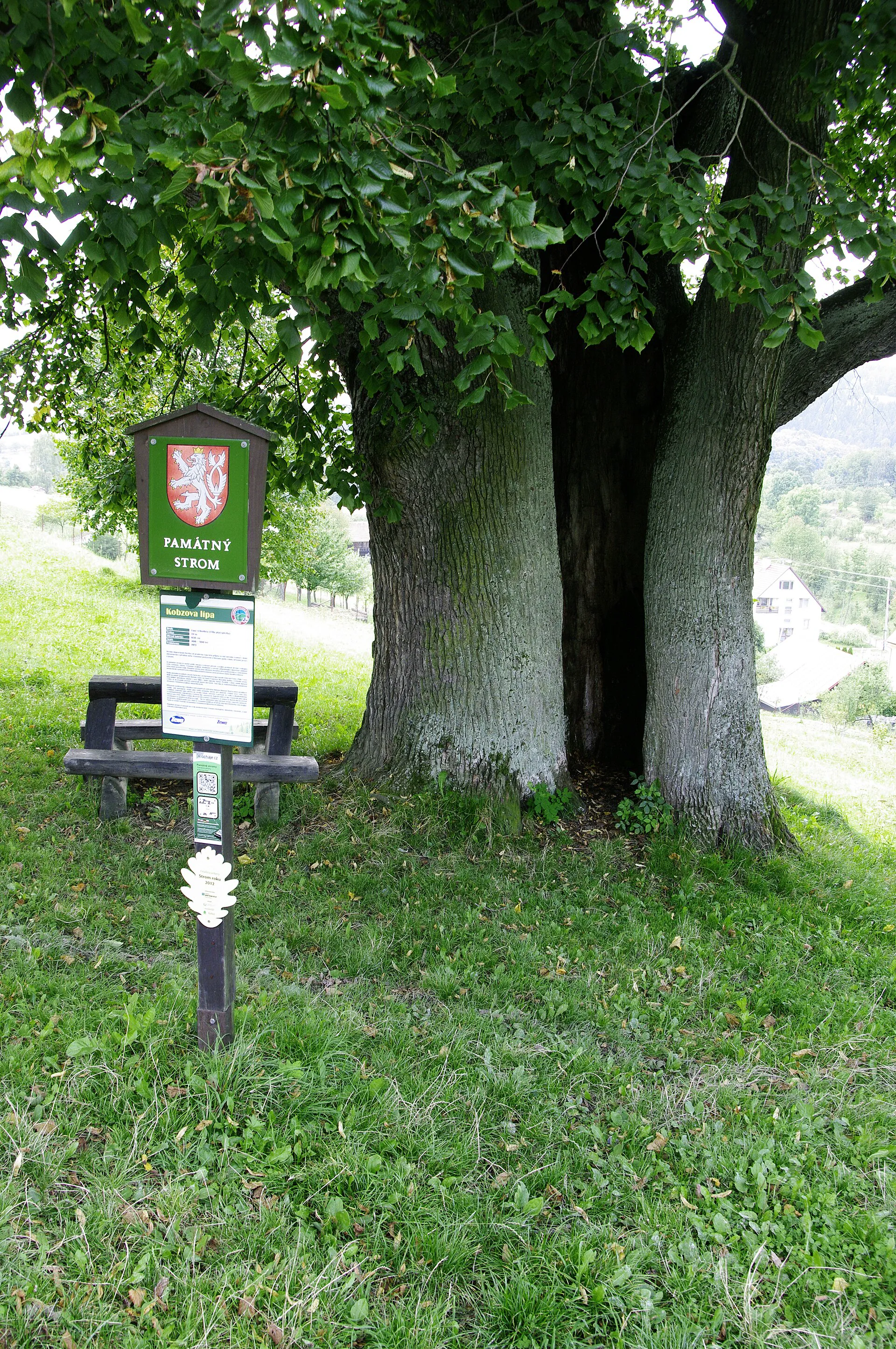 Rozvětvený kmen lípy s cedulí památného stromu a lavičkou