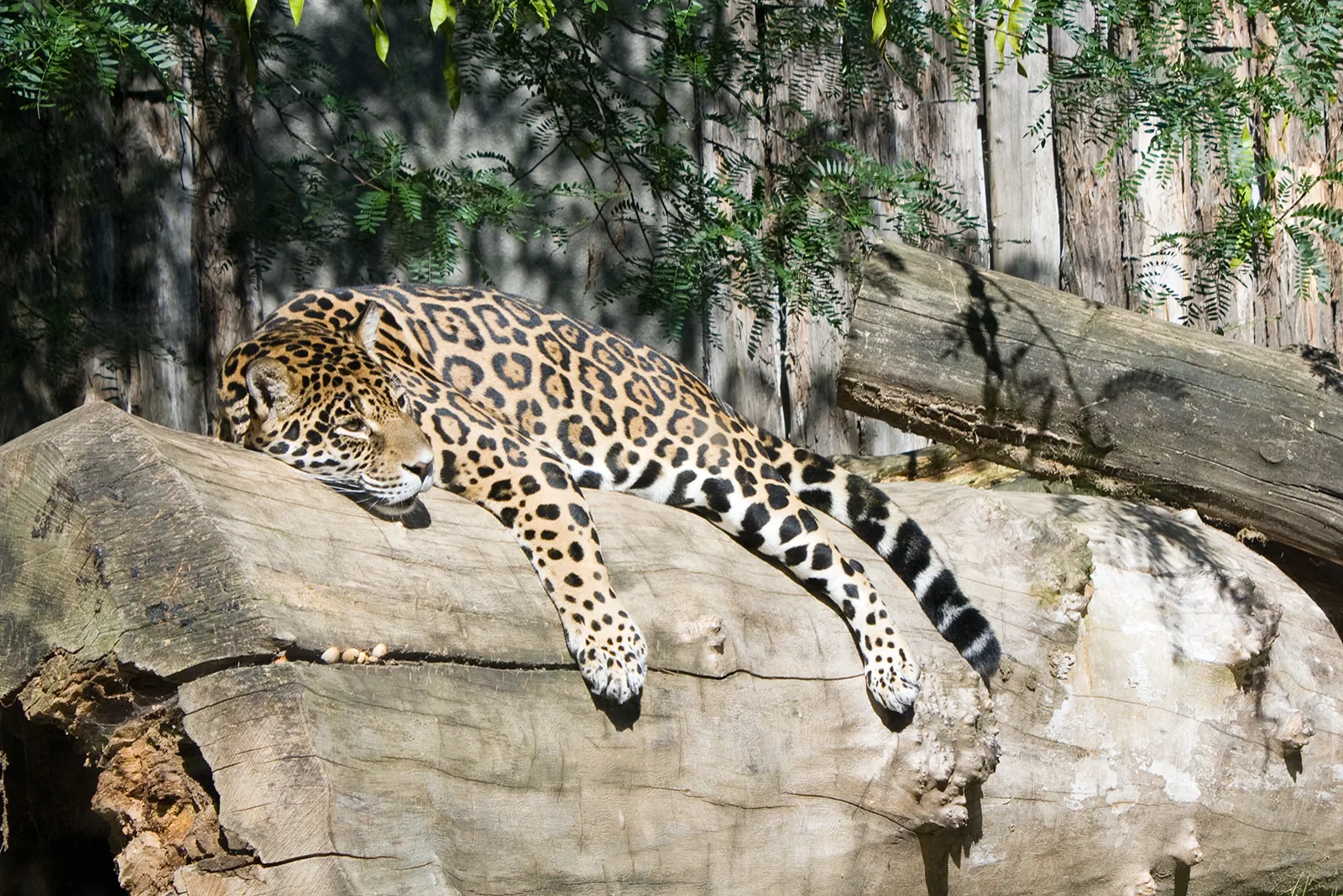 Jaguar odpočívající na kmeni ve výběhu