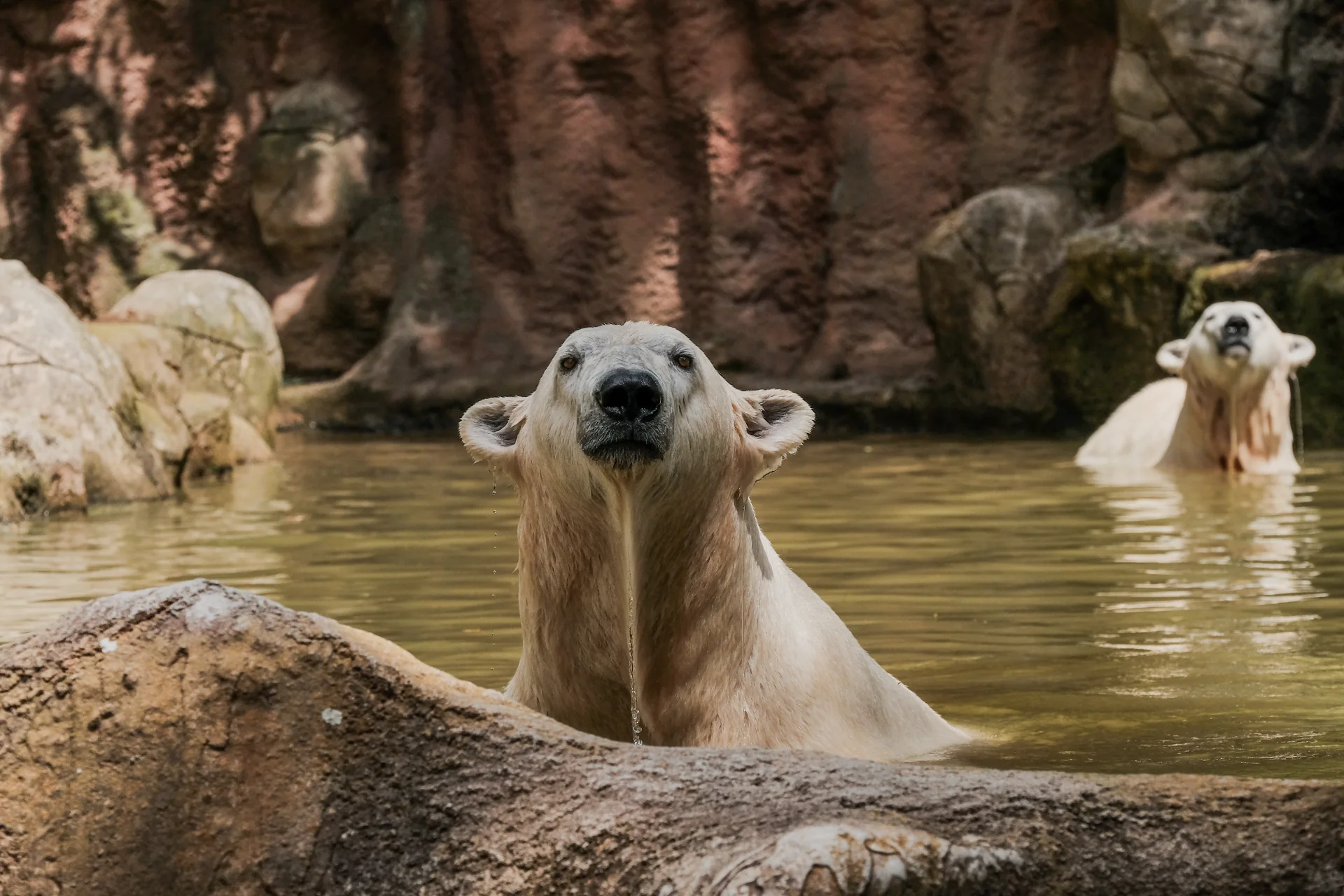 Dva lední medvědi ve vodě expozice Zoo Brno