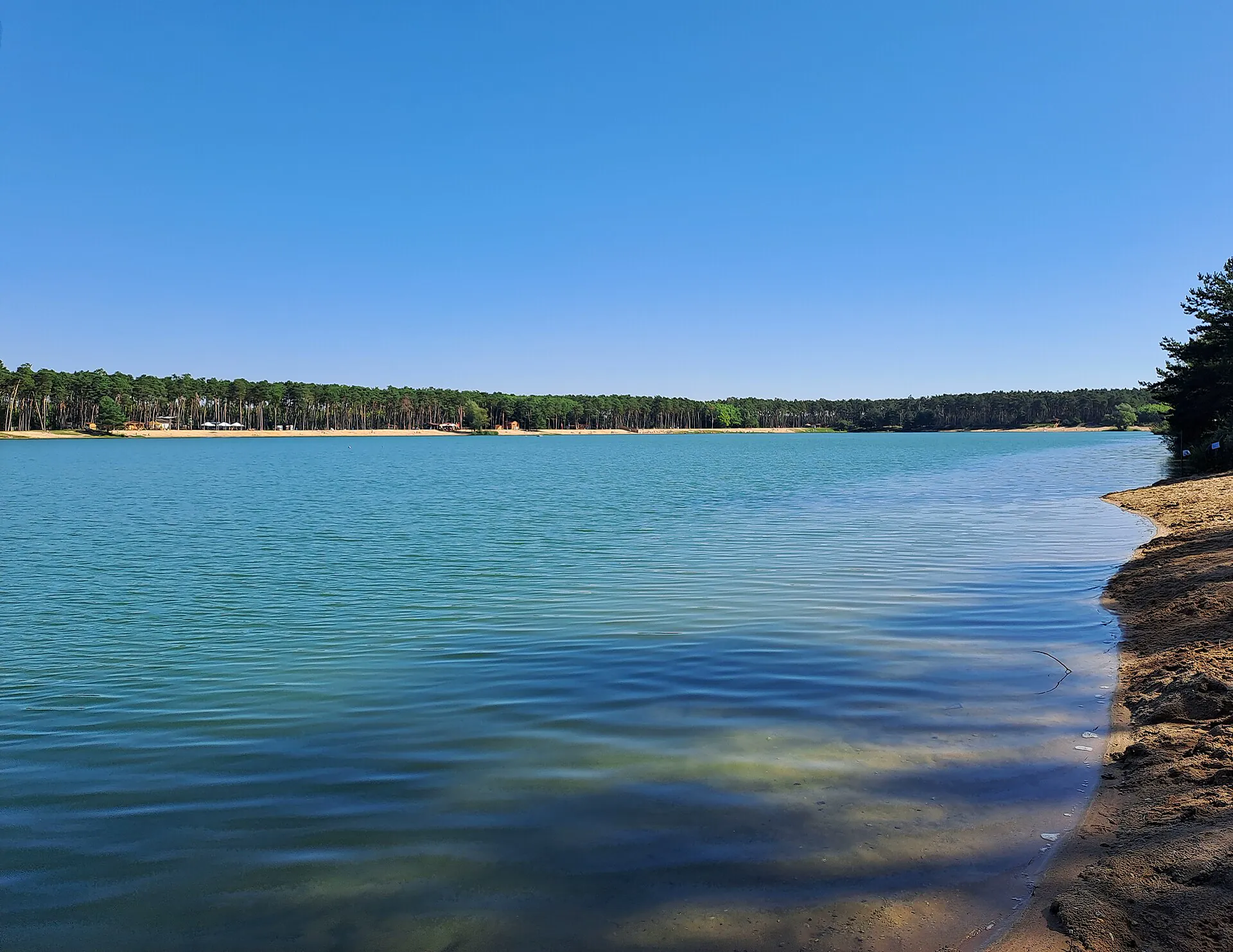 Jezero lemované borovicovým lesem za slunečného dne