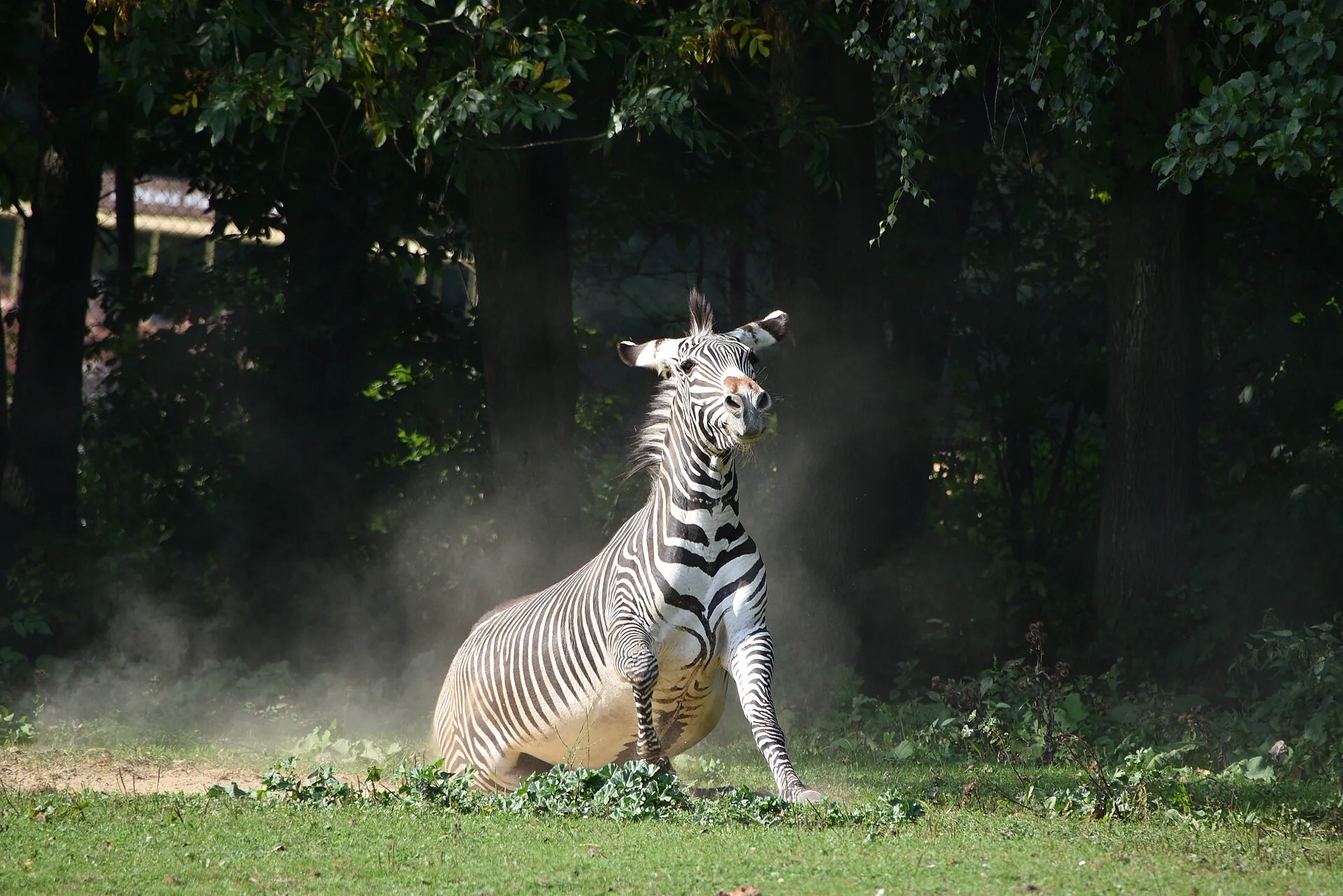 Zebra se protřepává v oblaku prachu na výběhu
