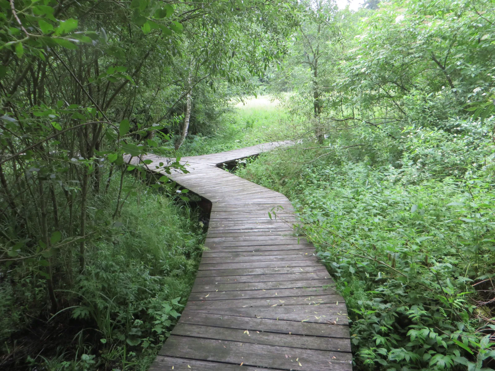 Dřevěný povalový chodník vedoucí zelení arboreta
