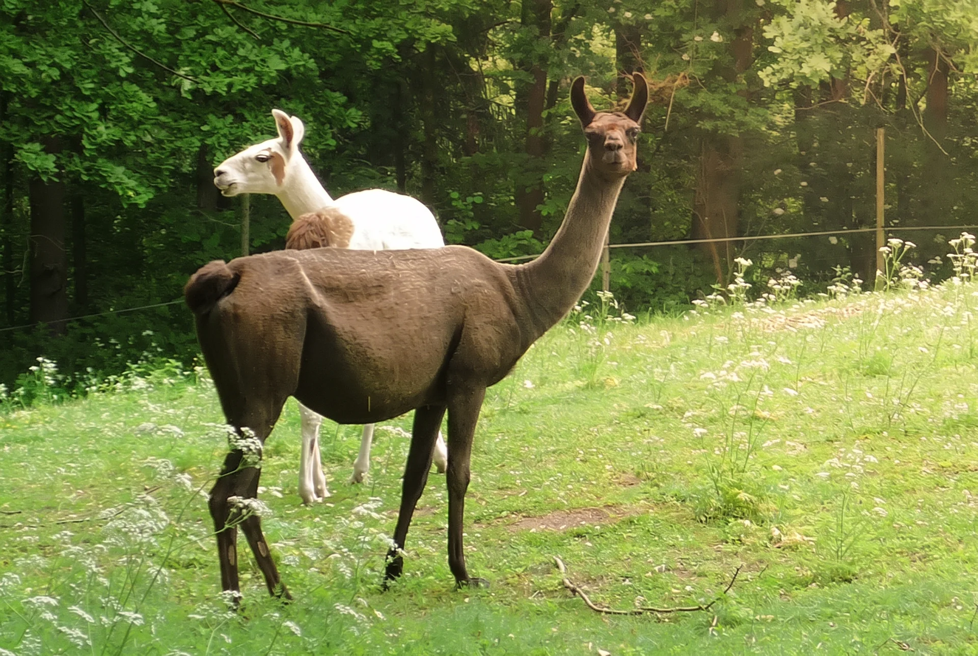 Lamy ve výběhu ZOO Na Hrádečku v Horní Pěně