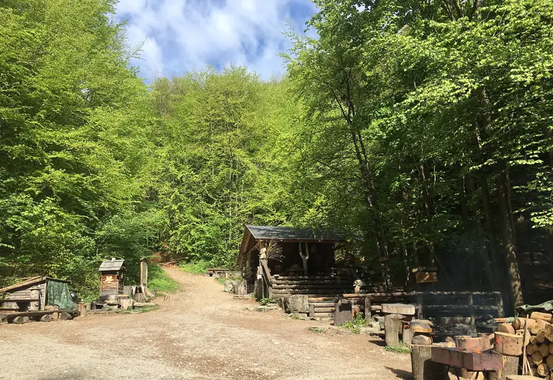 Lesní bar