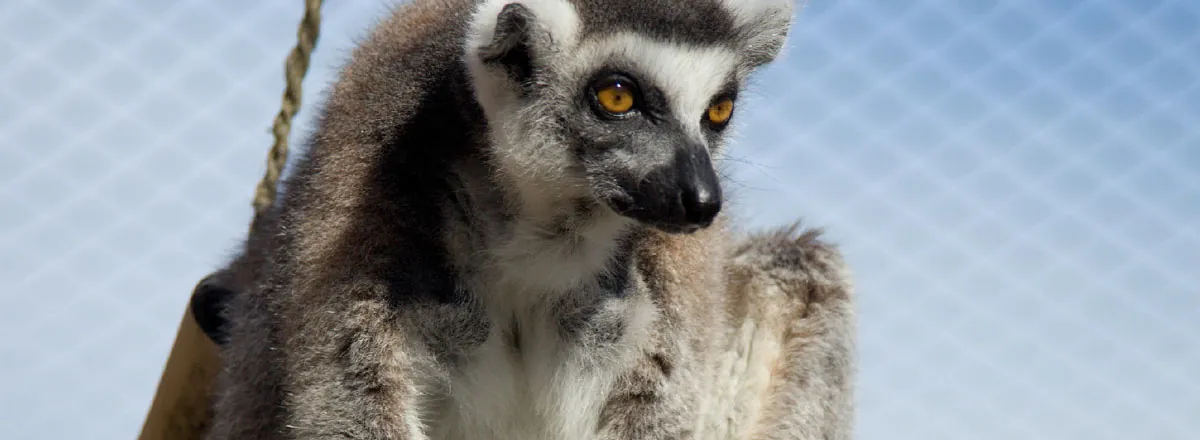 Lemur kata na houpačce ve výběhu