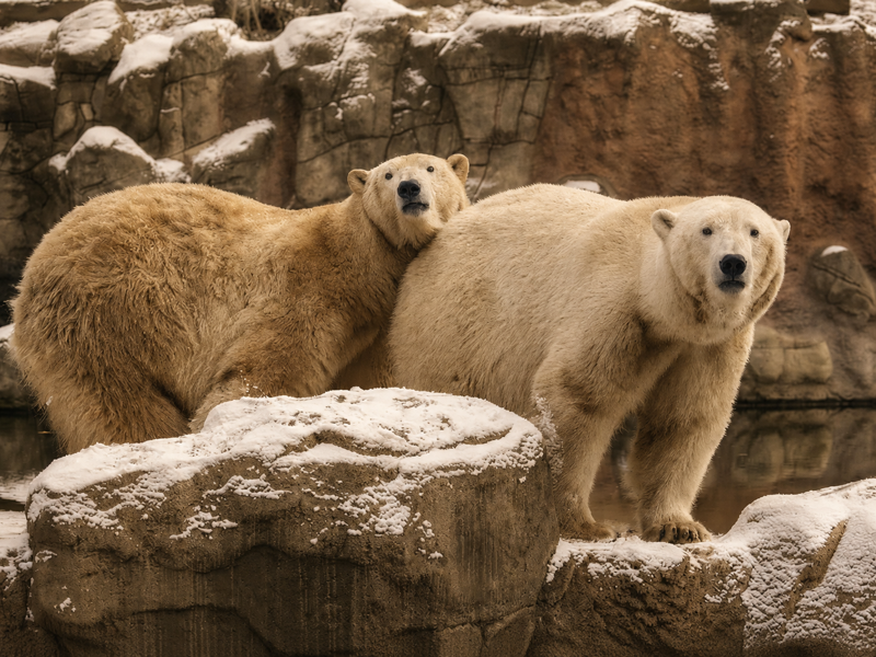 Zoo Brno