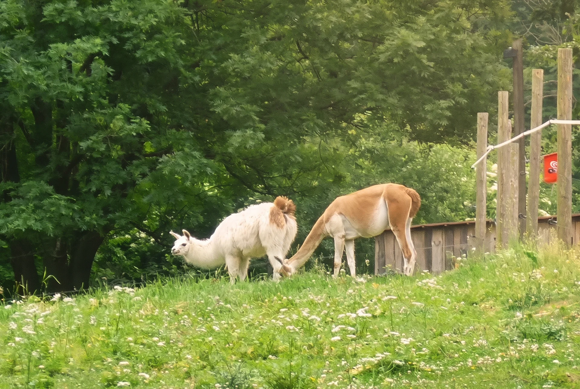 Dvojice lam na svahu výběhu, měkké ranní světlo