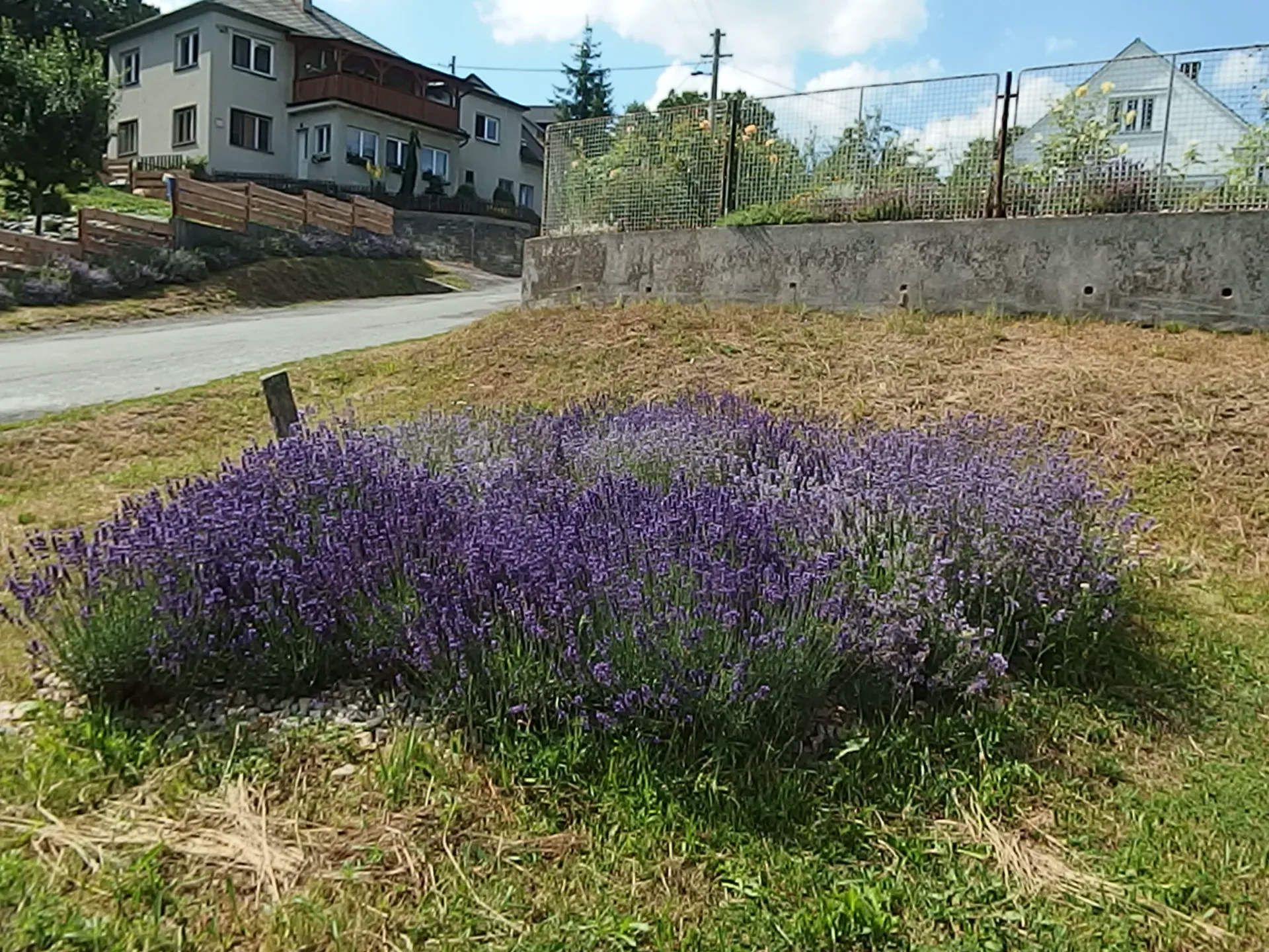 Kvetoucí keře levandule u statku