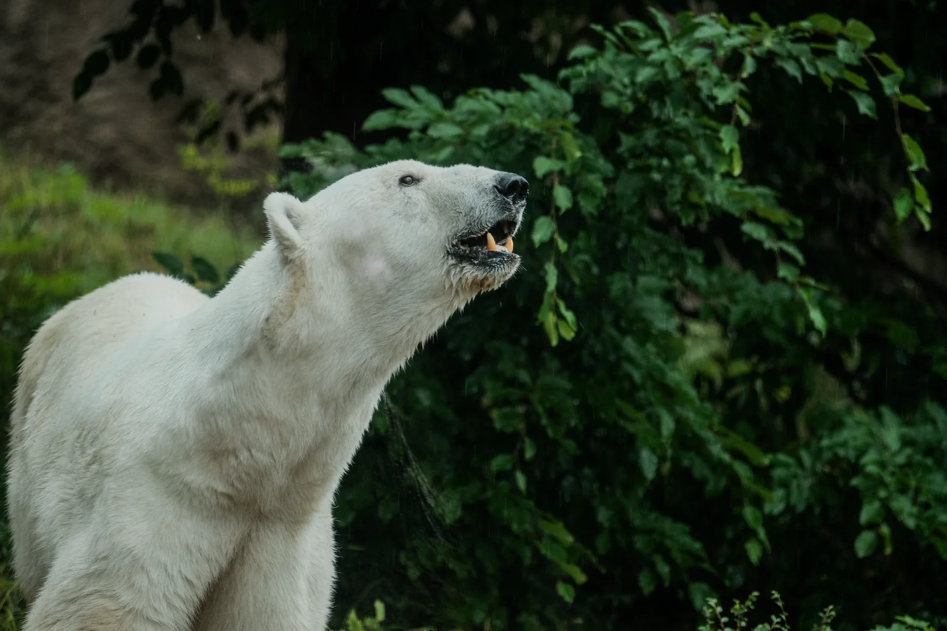 Lední medvěd v zeleni expozice Zoo Brno