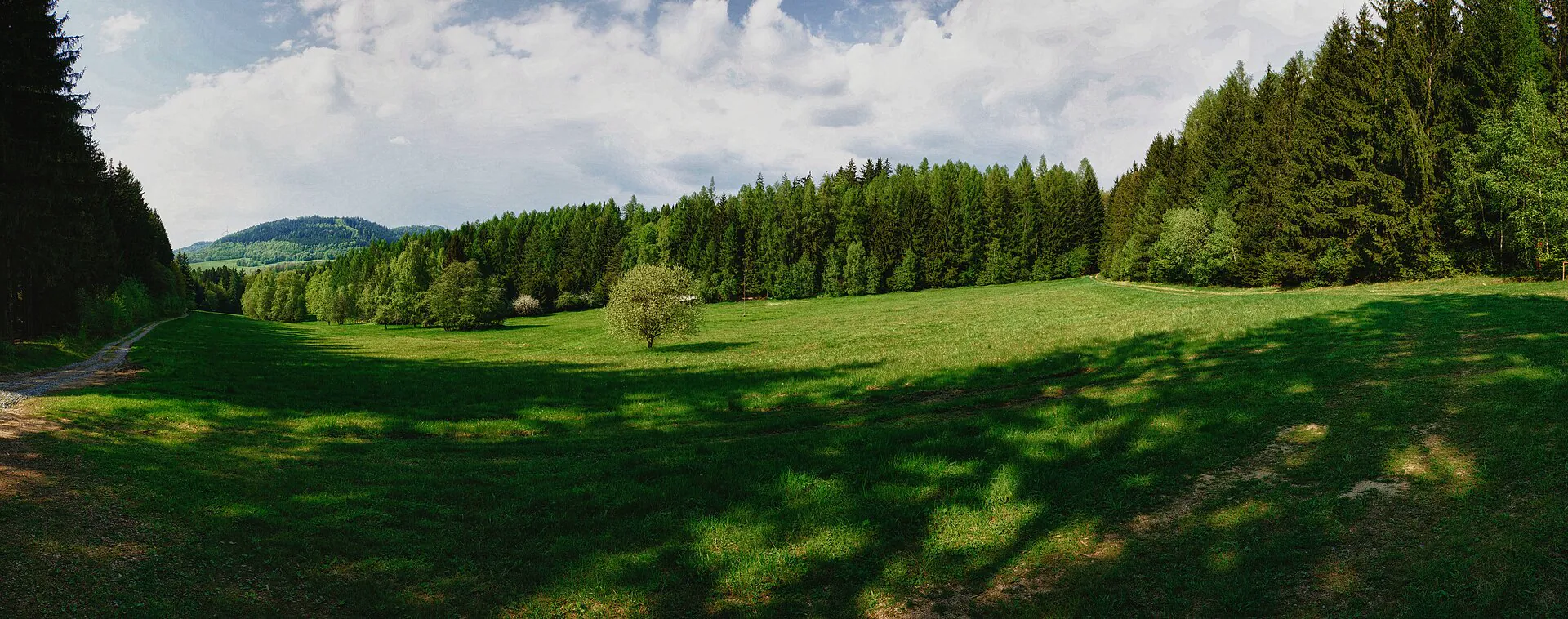 Louka a smrkový les na Předním Bukovém kopci v okolí rozhledny