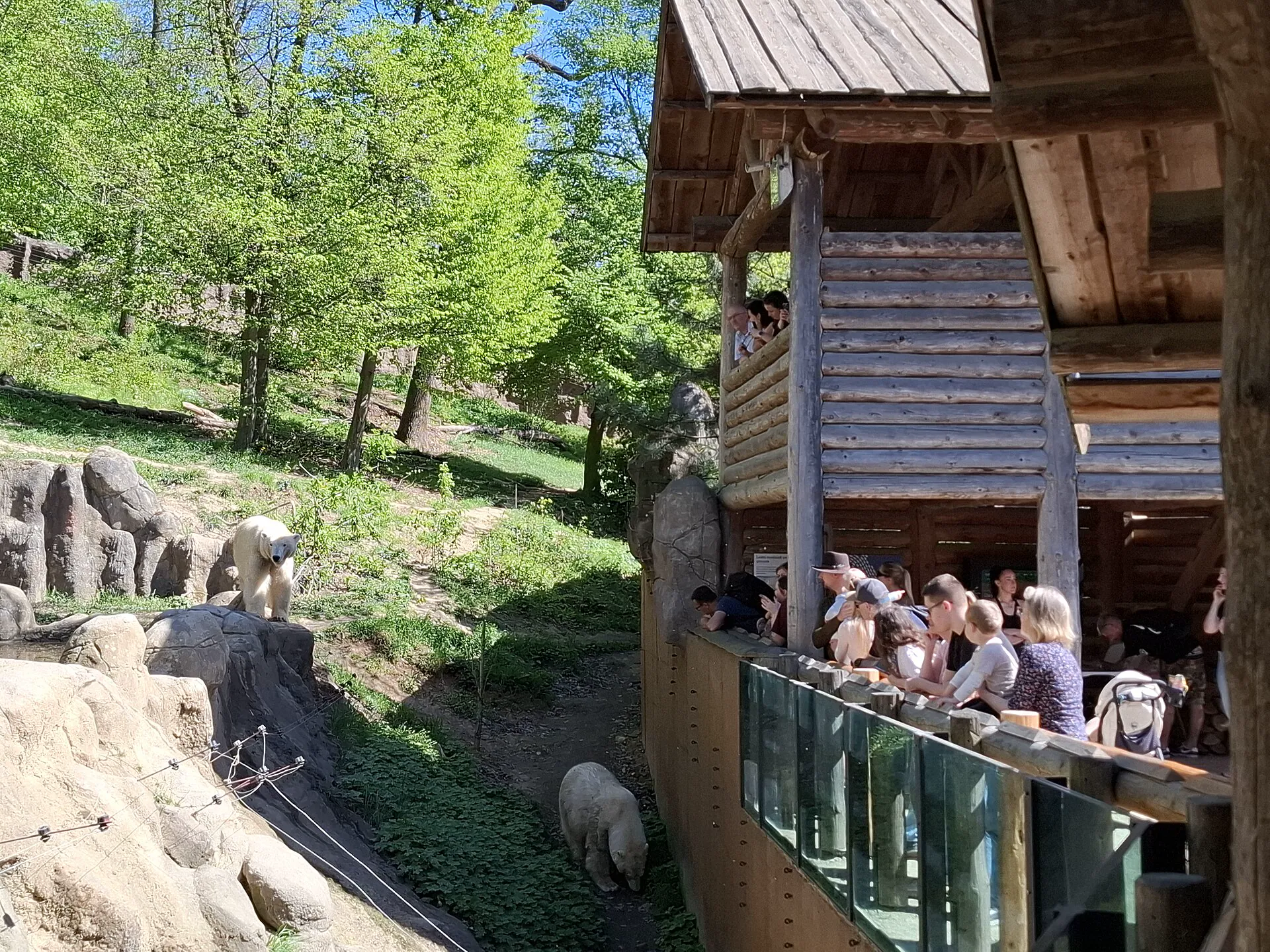 Návštěvníci na dřevěné lávce u výběhu ledních medvědů