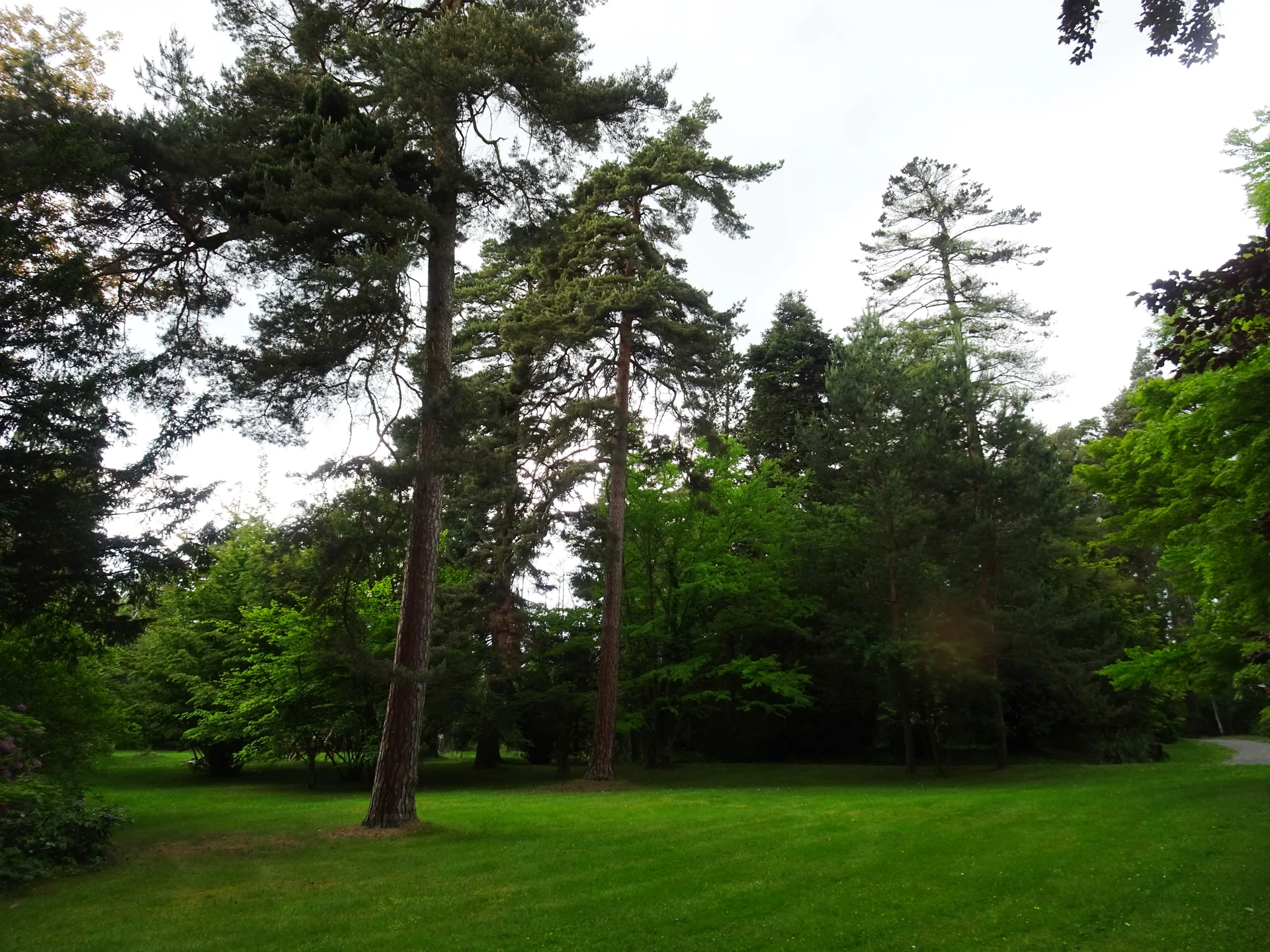 Skupina vysokých jehličnanů nad travnatou plochou arboreta Nový Dvůr
