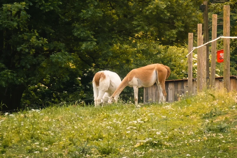 ZOO Hrádeček